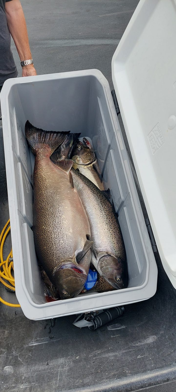 A day's catch resting in a tote at the cleaning station.