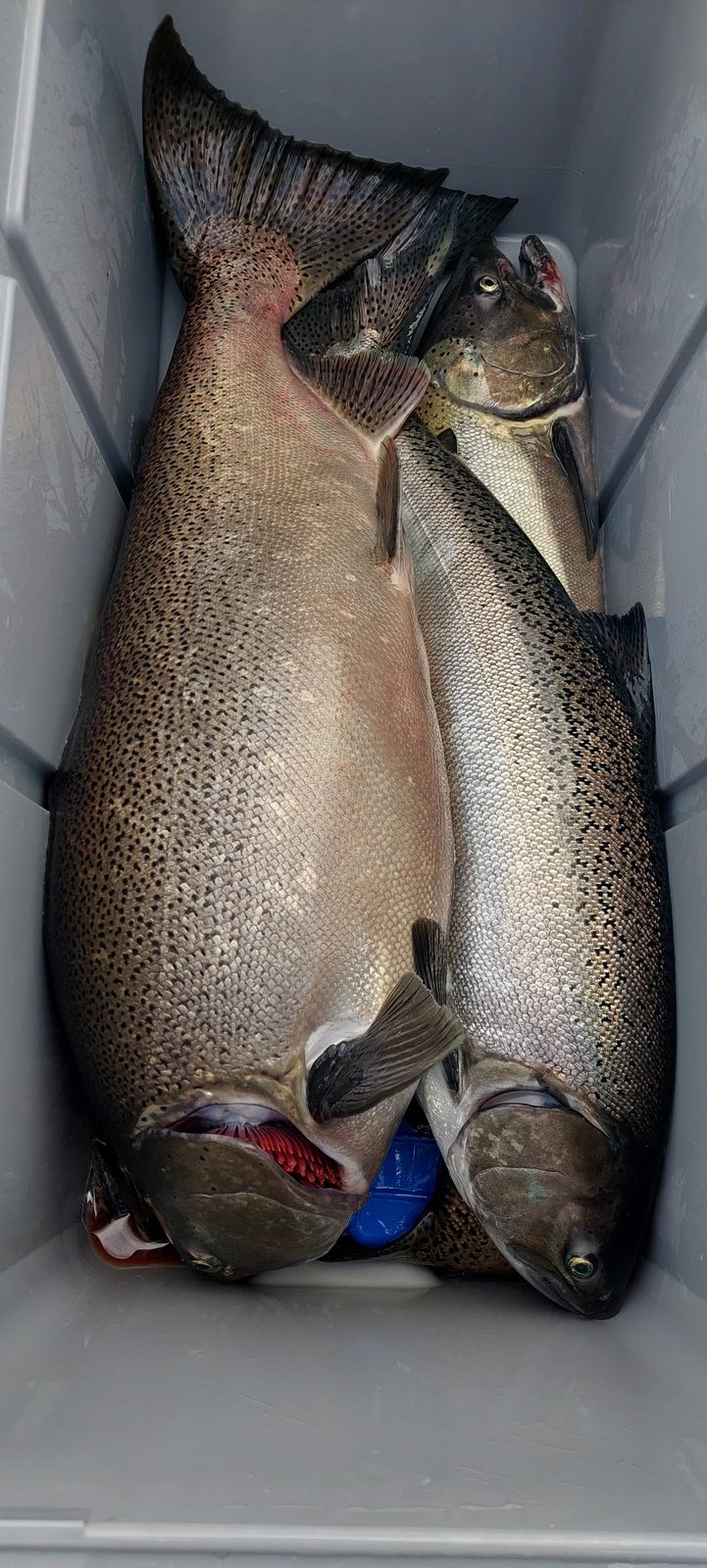 A cooler holding a pair of freshly caught salmon at the marina.